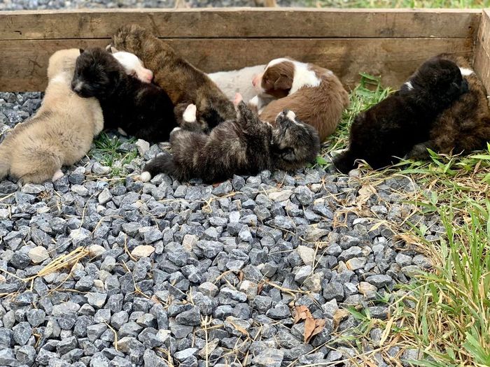 Hình ảnh những chú Akita Inu chất lượng tại Quốc Trung Akita Inu
