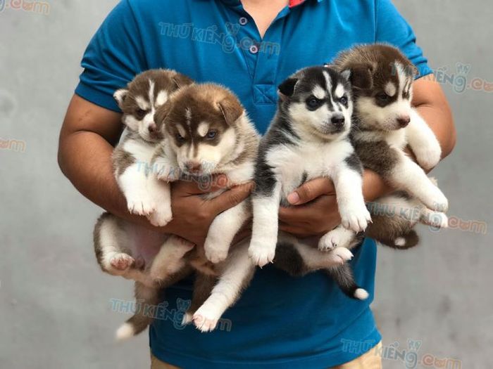 Hình ảnh Husky tuyệt đẹp tại ThúKiểng.com