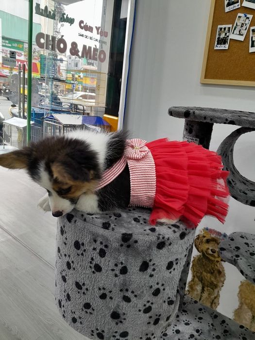 Không gian mua sắm tiện nghi tại Cún Yêu Shop - Ảnh 1