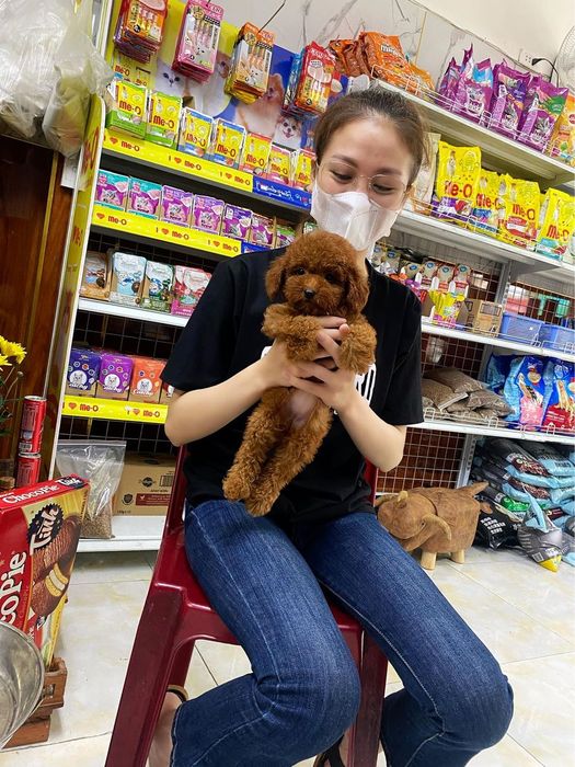 Khu vực spa và chăm sóc chuyên nghiệp tại Kha Pet Shop - Ảnh 3