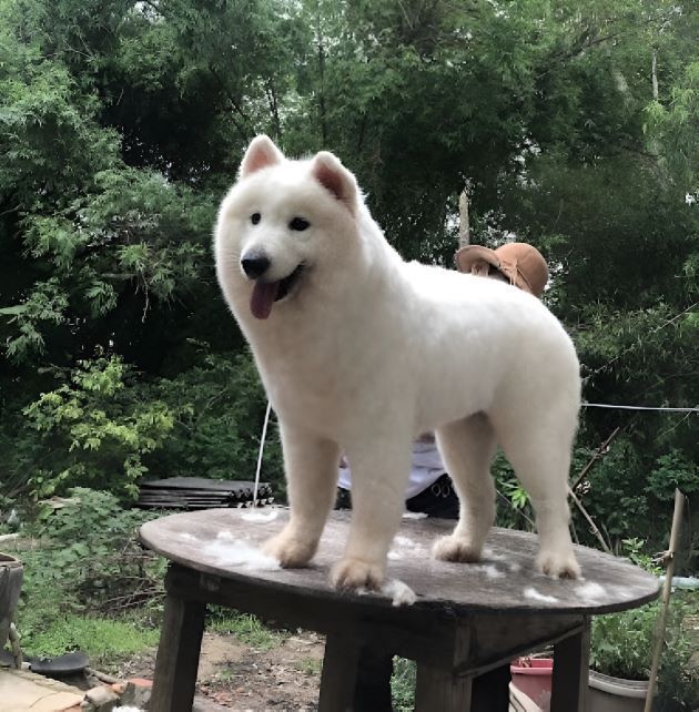 Thú Cưng Tại Nhà