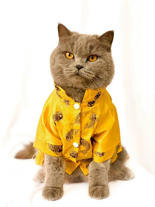 Bộ sưu tập phụ kiện thời trang tại Bobby Pet Shop - Ảnh 2