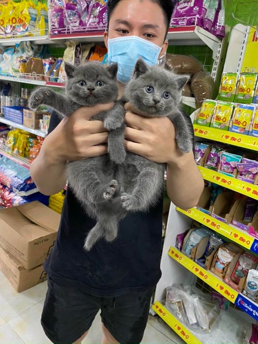 Không gian mua sắm sang trọng tại Kha Pet Shop - Ảnh 2