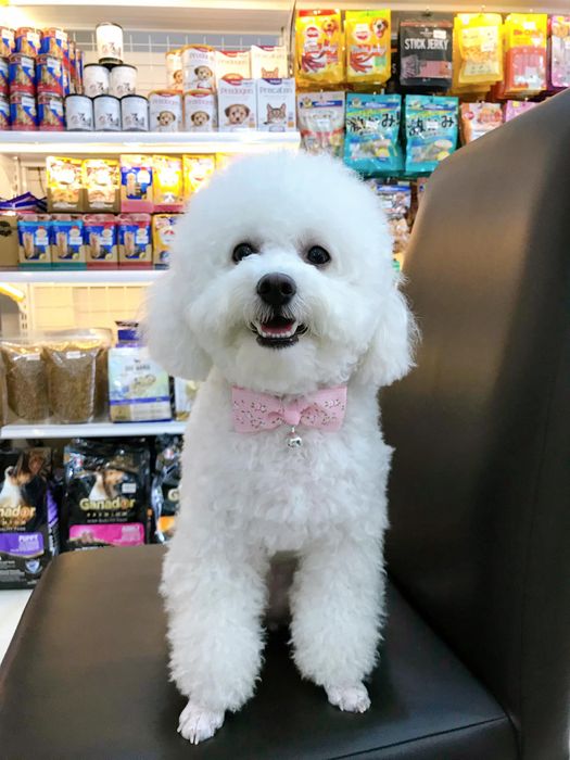 Khu vực tư vấn và chăm sóc tại XU BÔNG Pet Shop - Ảnh 3