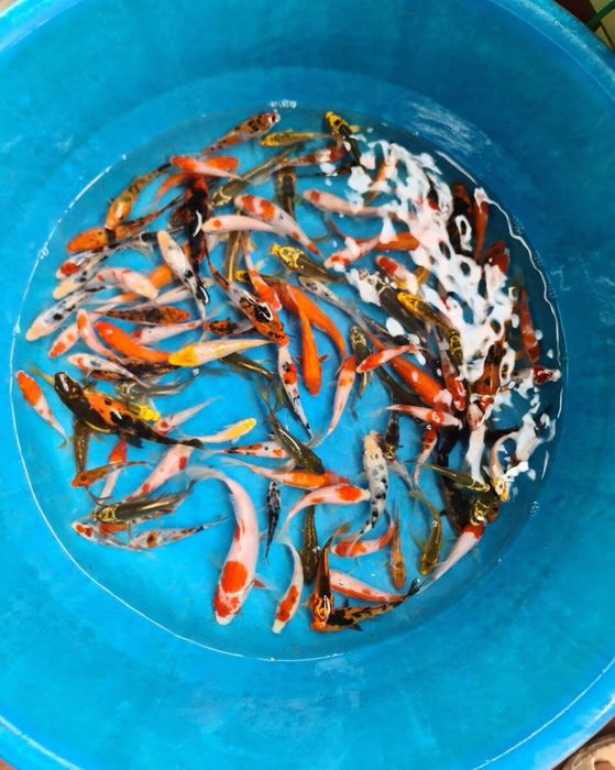 Koi bác Hường ảnh 1 - Khoảnh khắc lưu giữ vẻ đẹp thuần khiết của những chú Koi Nhật đẳng cấp.