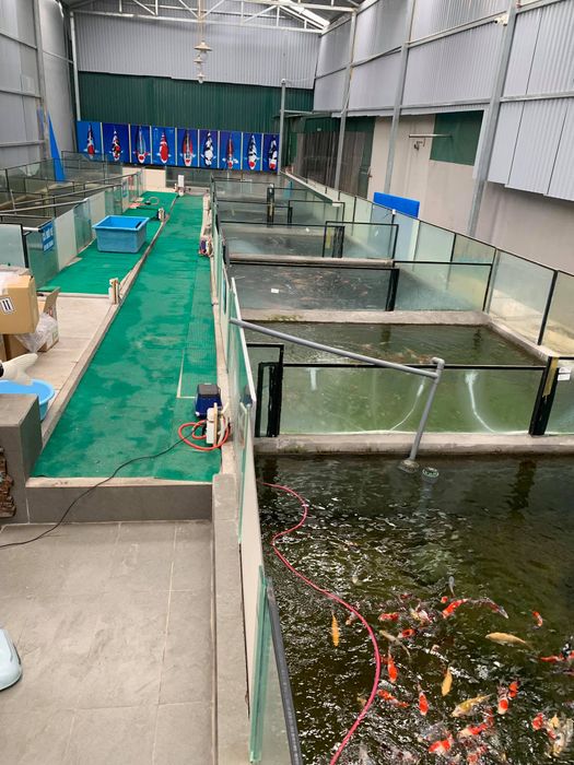 Hanako Koi Farm ảnh 2 - Nét đẹp hoàn mỹ từ từng đường vảy cá