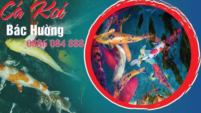 Koi bác Hường ảnh 2 - Góc nhìn nghệ thuật về thế giới Koi đầy màu sắc và sức sống.