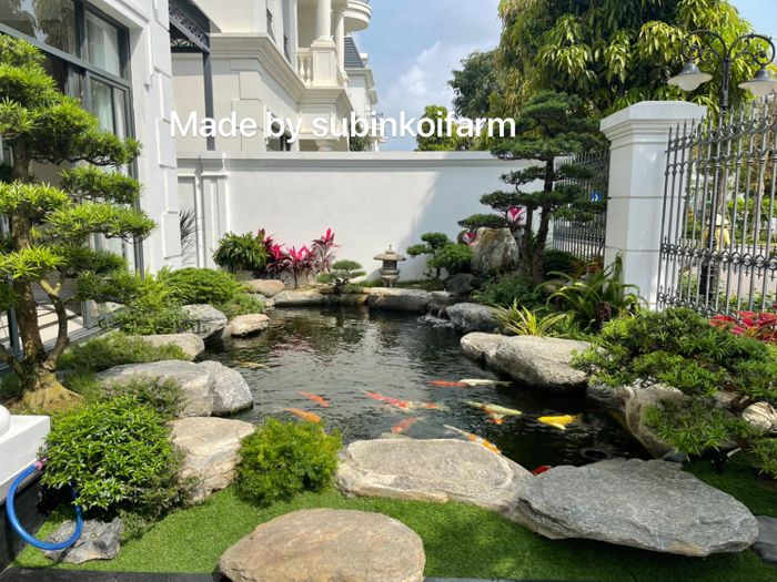 Subin Koi Farm ảnh 2 - Góc nhìn chân thực về thế giới thu nhỏ của những chú cá Koi tuyệt mỹ.