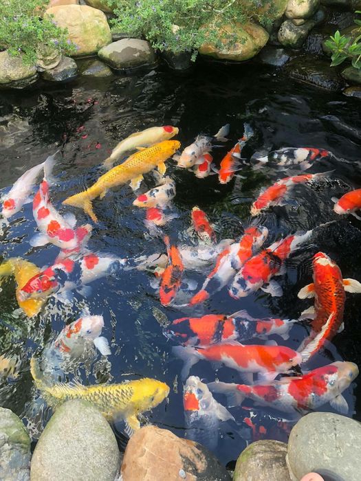 Bộ sưu tập cá Koi Nhật Bản đẳng cấp tại Onkoi Quang Minh - Nơi mỗi chú cá là một tác phẩm nghệ thuật