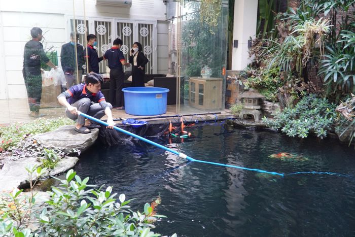 Hình ảnh Thế Giới Koi - Koilover (2)