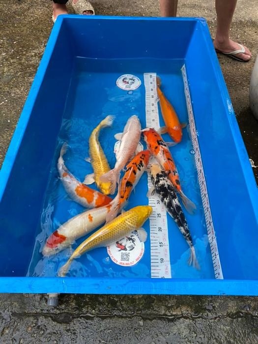 Đại Phát Koi Farm ảnh 1 - Thế giới thu nhỏ của những kiệt tác Koi đầy màu sắc
