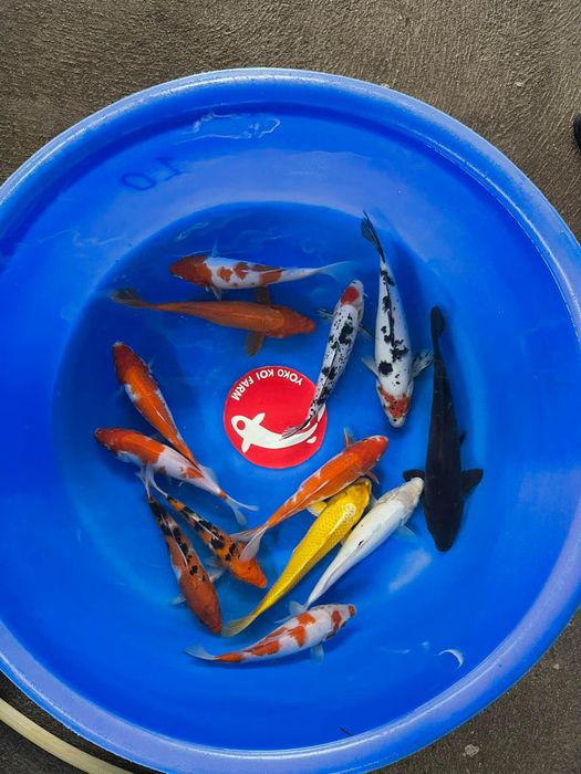 Bộ sưu tập cá Koi đẳng cấp tại YoKo Koi Farm - Nơi mỗi chú cá là một kiệt tác sống