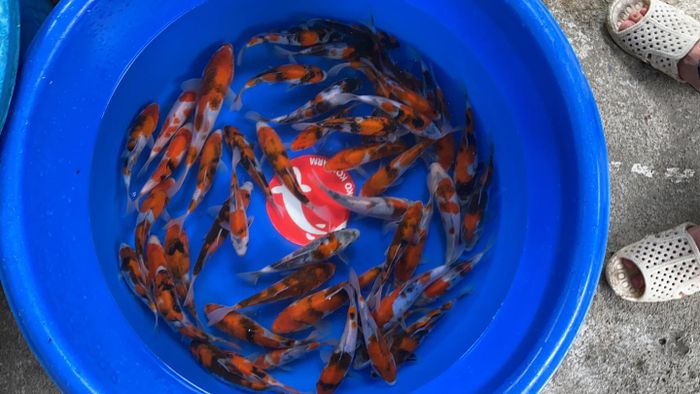 Bộ sưu tập cá Koi độc bản tại YoKo Koi Farm - Vẻ đẹp thuần khiết từ đất nước mặt trời mọc