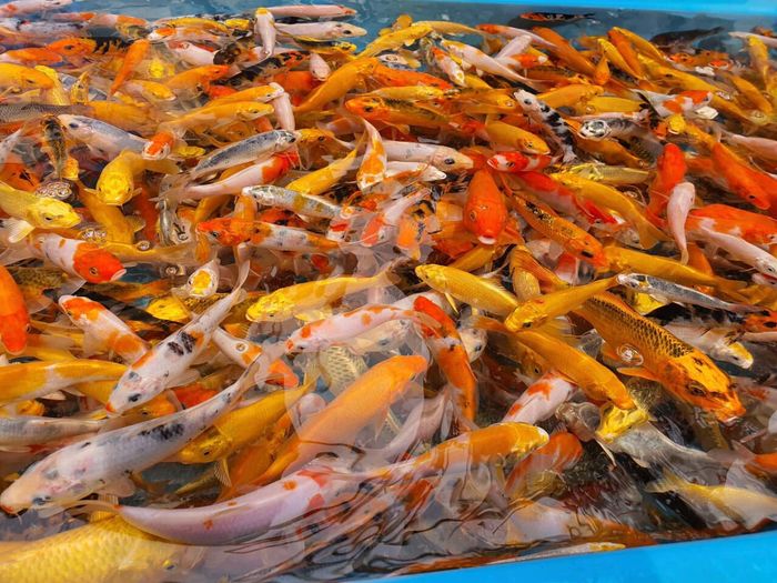 Vườn cá Koi As Koi Farm - Nơi những kiệt tác sống động được chăm chút tỉ mỉ