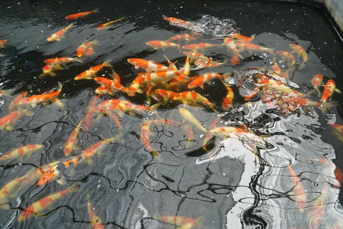 Hình ảnh Thế Giới Koi - Koilover