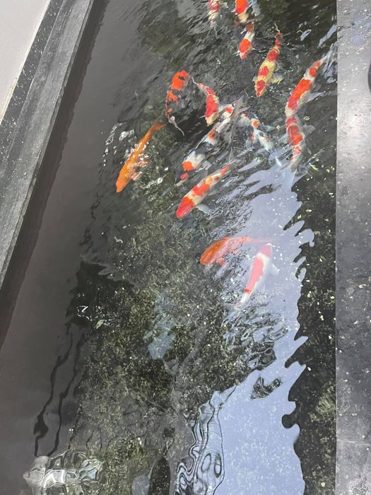 Hình ảnh Subin Koi Farm