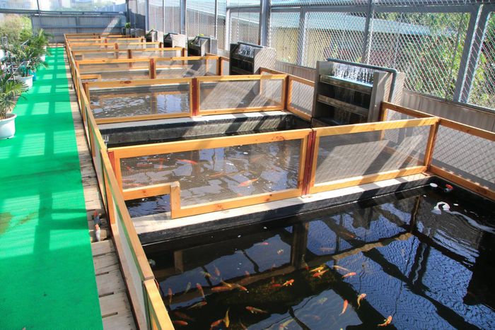 Bộ sưu tập cá Koi đỉnh cao tại KanoKoi Farm - Mỗi chú cá là một kiệt tác sống động