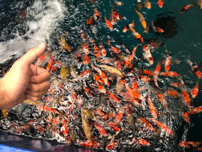 Bộ sưu tập cá Koi đẳng cấp tại ICHI Koi Farm - Mỗi chú cá là một kiệt tác của tự nhiên