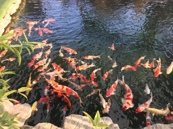 Thế giới cá Koi rực rỡ tại KanoKoi Farm - Nơi nghệ thuật giao hòa cùng thiên nhiên