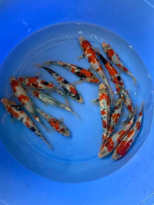 Hanako Koi Farm ảnh 1 - Bức tranh sống động về thế giới Koi thuần chủng Nhật Bản