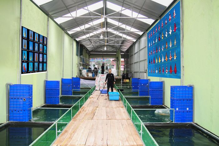 Khoảnh khắc tuyệt đẹp tại Thái Hòa Koi Farm - Nơi những chú cá Koi tỏa sáng như những viên ngọc sống động