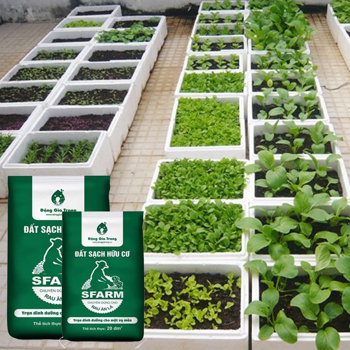 Hình ảnh minh họa đất hữu cơ SFARM trồng rau ăn lá (ảnh 2)