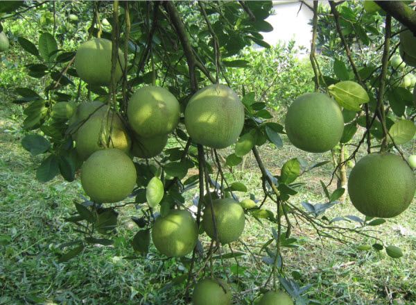 Hình ảnh minh họa số 1 (Nguồn: internet)