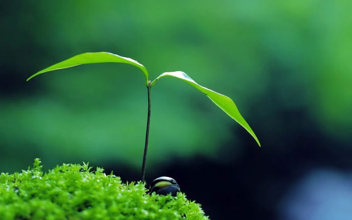 Hình ảnh minh họa đầy cảm hứng (Nguồn: Tổng hợp)