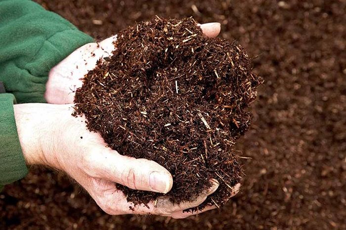 Hình ảnh thực tế đất sạch Tribat trong canh tác rau hữu cơ (ảnh 2)