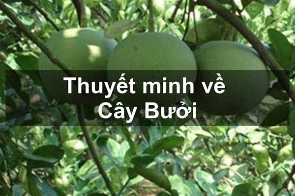 Hình ảnh minh họa số 1 (Nguồn: internet)