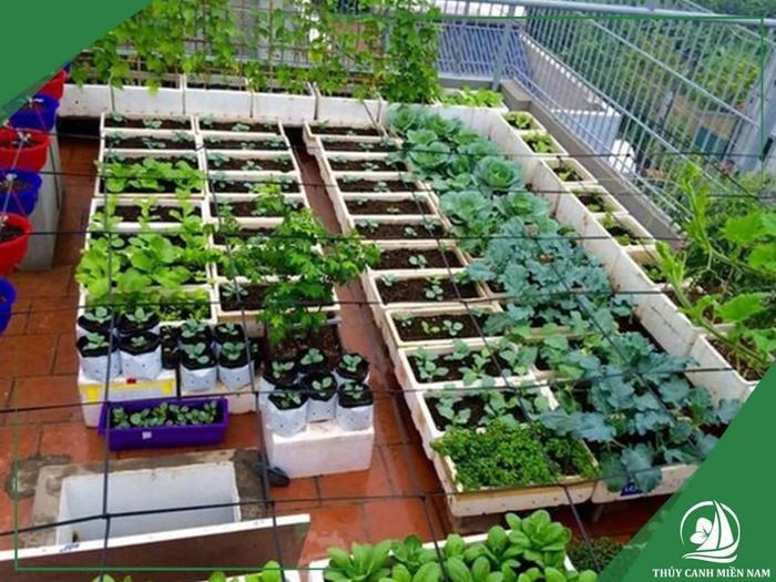 Hình ảnh minh họa đất trồng hữu cơ AZ-Farming (ảnh 2)