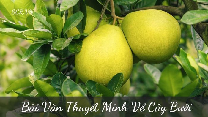 Hình ảnh minh họa số 1 (Nguồn: internet)