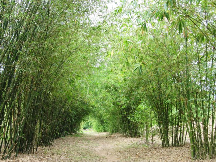 Hình ảnh minh họa đặc sắc (Nguồn: Tổng hợp) ảnh 1