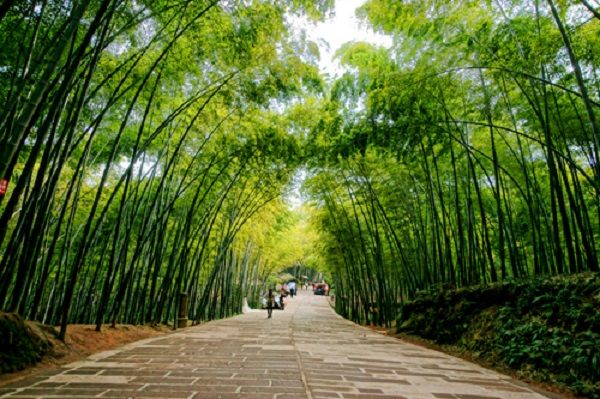 Tranh minh họa nghệ thuật - Vẻ đẹp bất tử của tre Việt (Nguồn: internet)