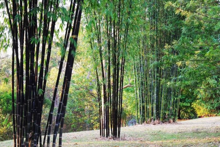 Hình ảnh minh họa sống động (Nguồn: Sưu tầm) ảnh 1