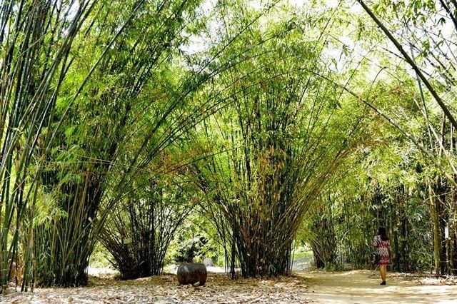 Hình ảnh minh họa đậm chất quê hương (Nguồn: Sưu tầm) ảnh 1