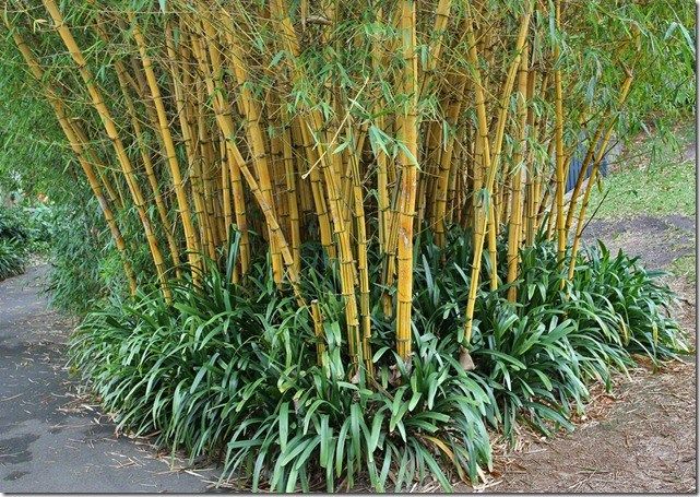 Hình ảnh minh họa đậm chất dân gian (Nguồn: Sưu tầm) ảnh 1