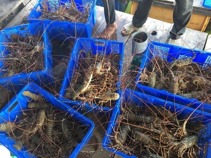 Hải Sản Tươi Sống Thủy Triều - ảnh 1