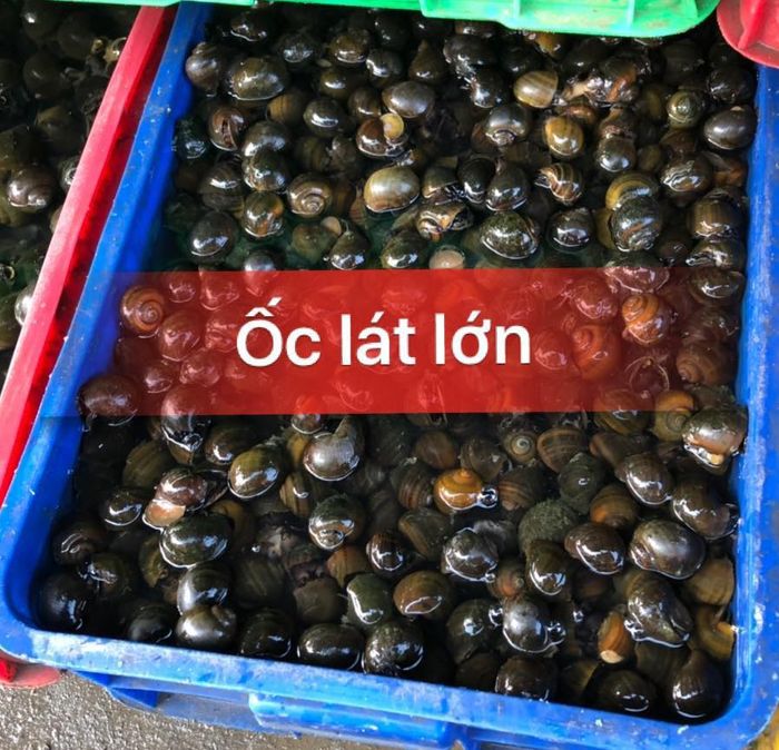 Vựa Hải Sản Tươi Sống Sáu Ốc - ảnh 2