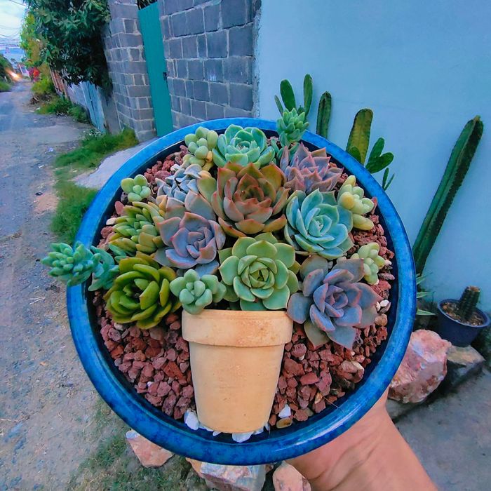 Bộ sưu tập sen đá đặc sắc tại Góc Tường Garden (Ảnh 2)