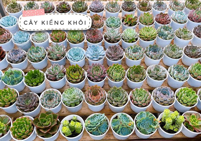 Không gian xanh mát tại Cây Kiểng Khôi (Ảnh 1)
