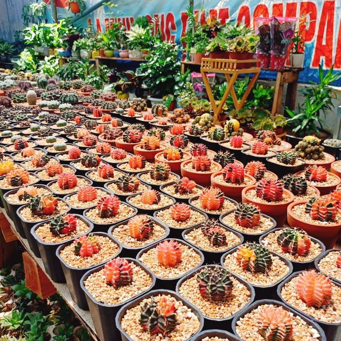 Bộ sưu tập sen đá độc đáo tại Sen Đá Nha Trang (Ảnh 2)