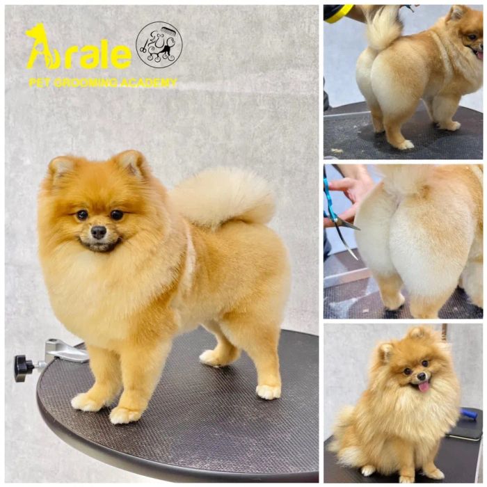 Arale Petshop ảnh 1