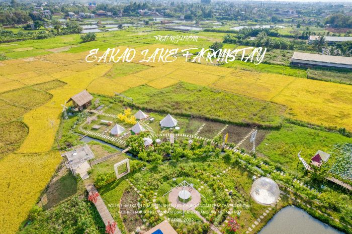 Ảnh 1 - Nông trại sinh thái Hồ Ea Kao: Cánh đồng hoa rực rỡ dưới nắng vàng Tây Nguyên