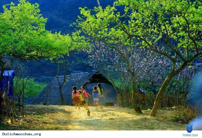 Mộc Châu – Thảo nguyên thơ mộng trải dài ảnh 2