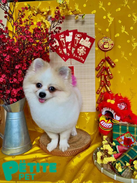 Petite Pet Grooming Spa & Hotel ảnh 2