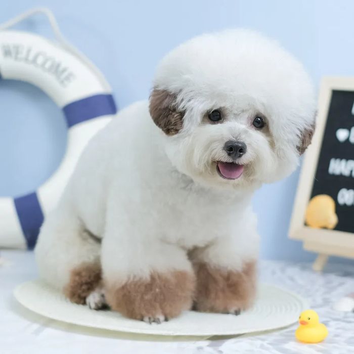 Pet Station VN ảnh 1