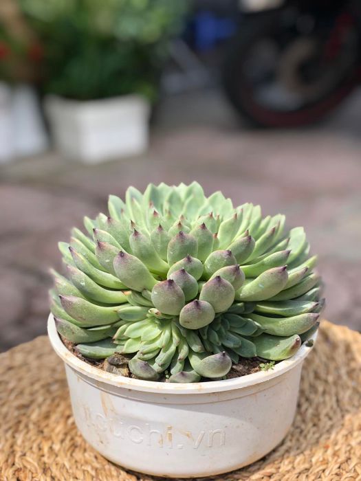 Khám phá vẻ đẹp sen đá tại Jungle Garden (Ảnh 2)