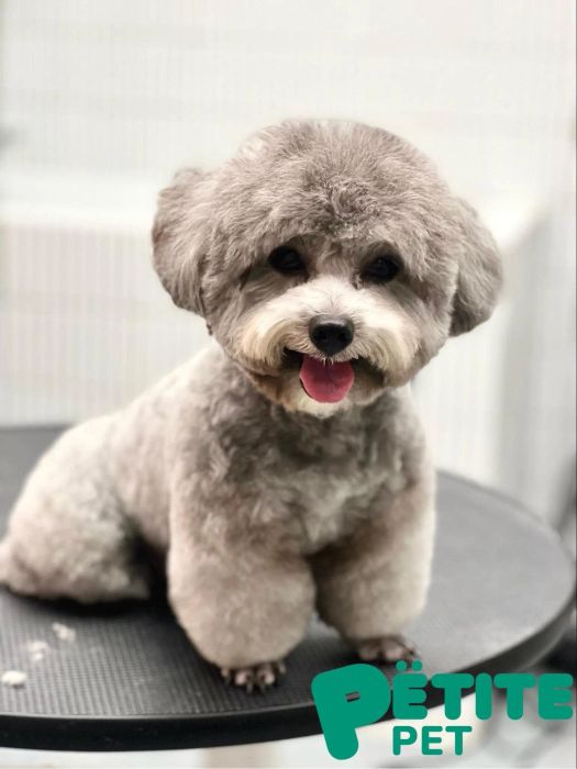 Petite Pet Grooming Spa & Hotel ảnh 1