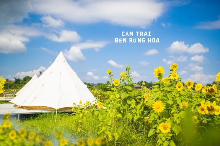 Ảnh 3 - Nông trại sinh thái Hồ Ea Kao: Khung cảnh thơ mộng của những túp lều cỏ ẩn hiện giữa biển hoa